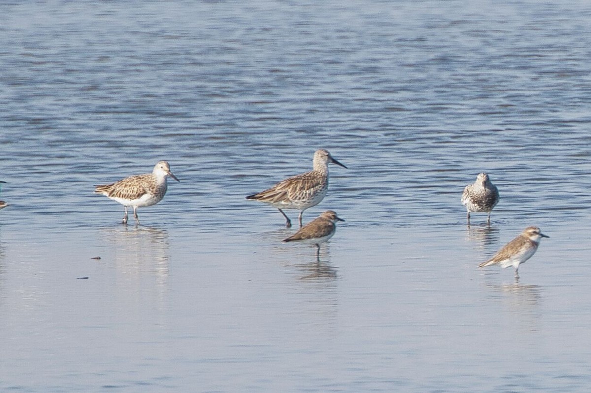 Great Knot - ML617836380