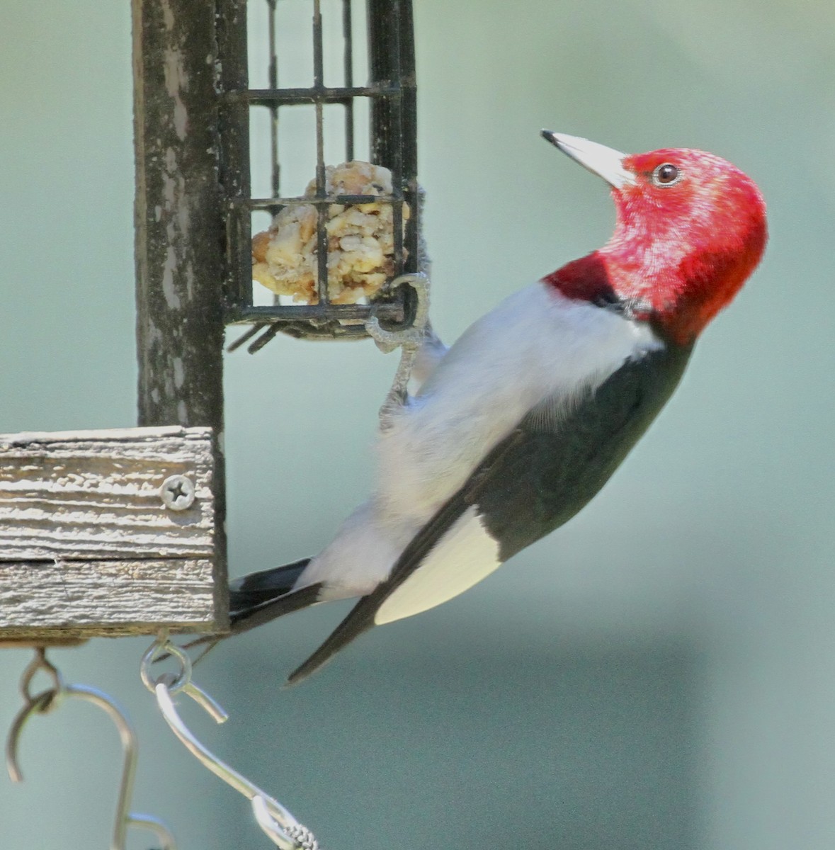 Red-headed Woodpecker - ML617836469