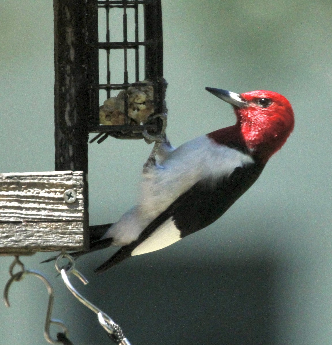 Red-headed Woodpecker - ML617836470