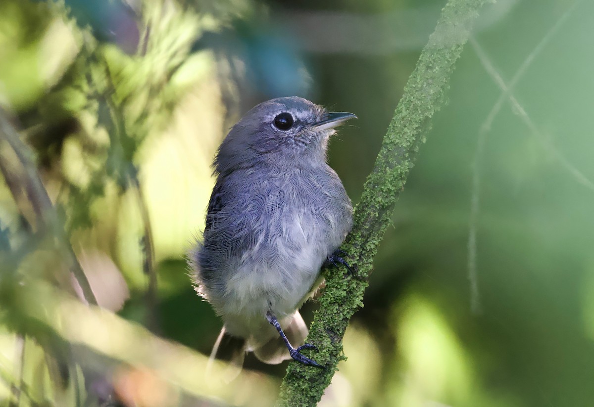 Gray-breasted Flycatcher - ML617836503