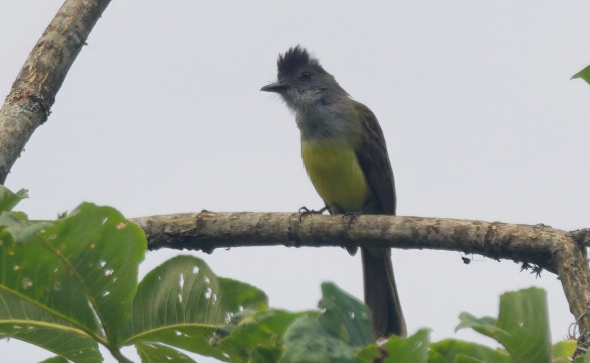 Sooty-crowned Flycatcher - ML617836528