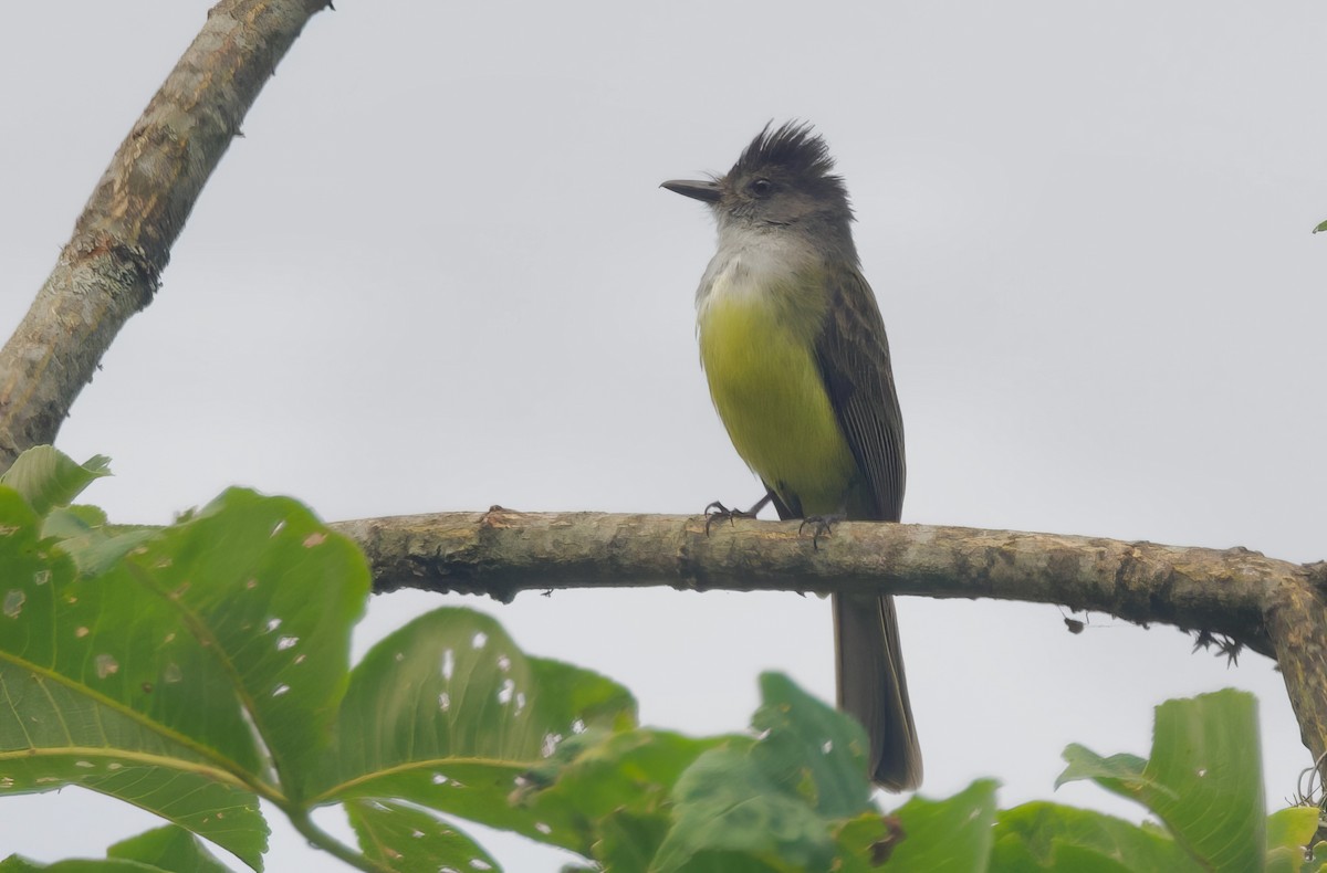 Sooty-crowned Flycatcher - ML617836529