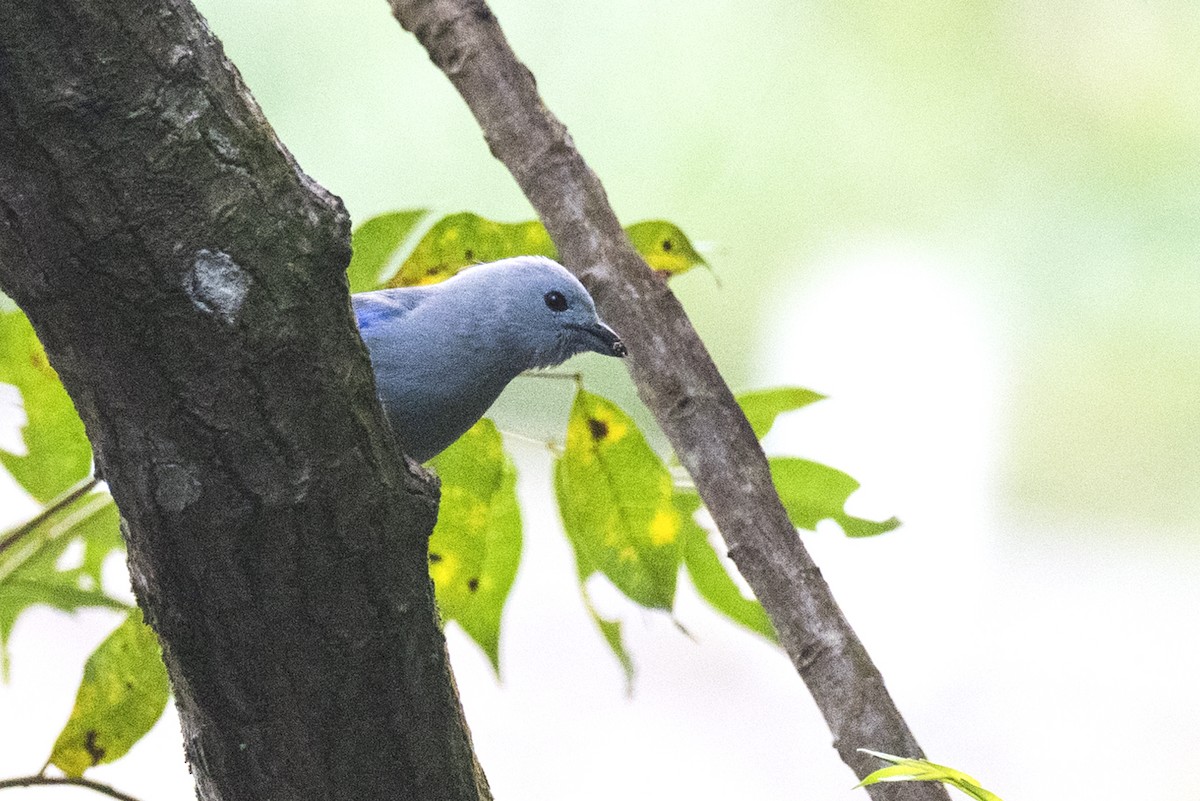 Blue-gray Tanager - ML617836597