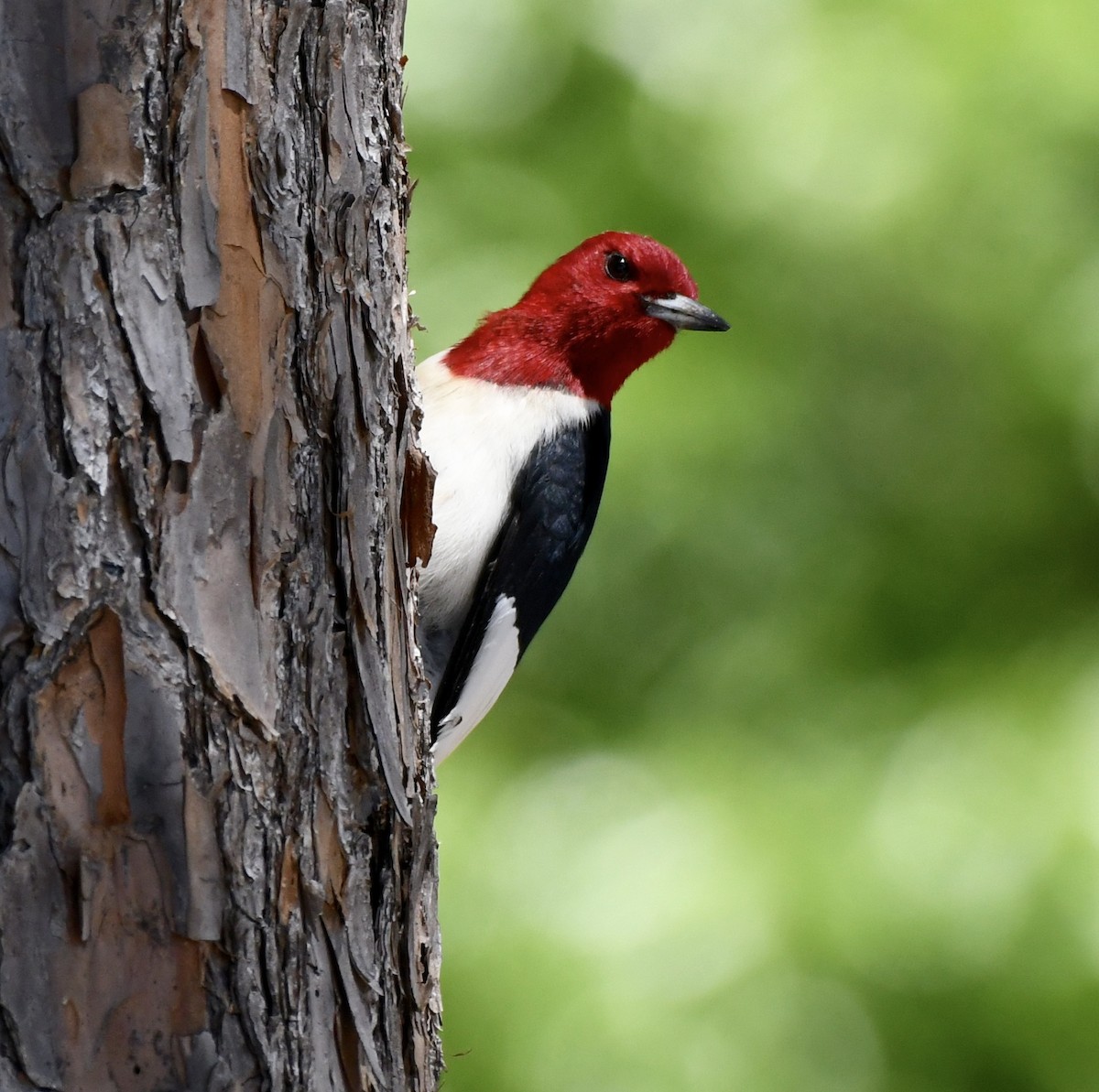 Red-headed Woodpecker - ML617836636