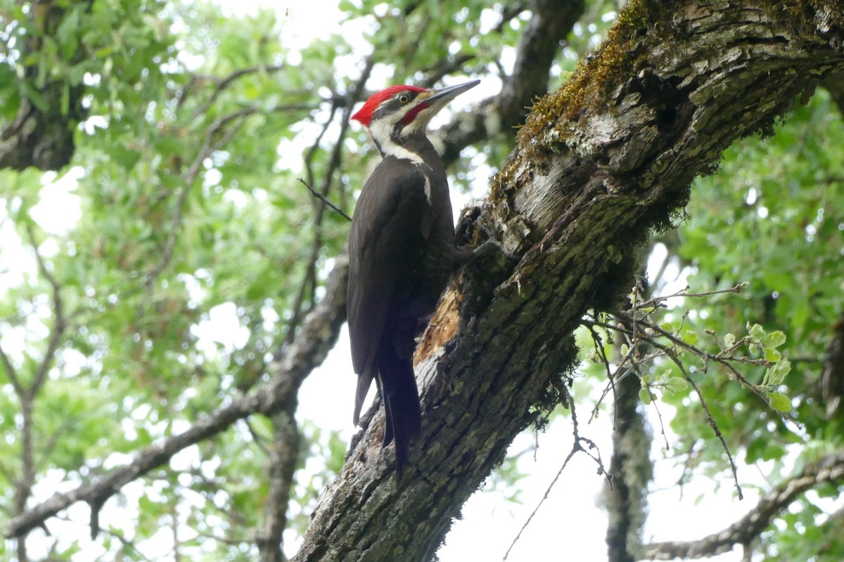 Pileated Woodpecker - David Woodward