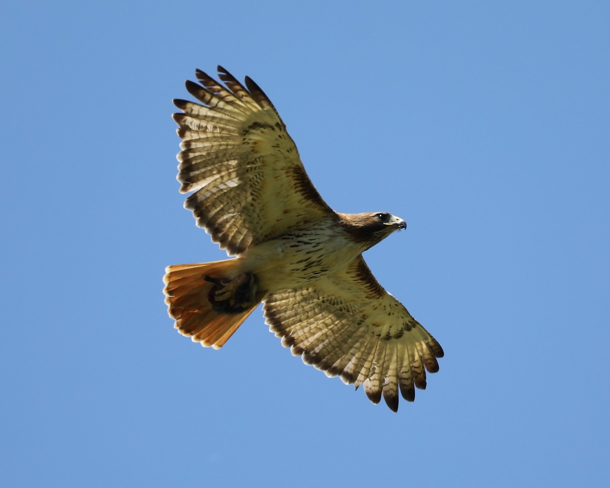 Red-tailed Hawk - ML617836640