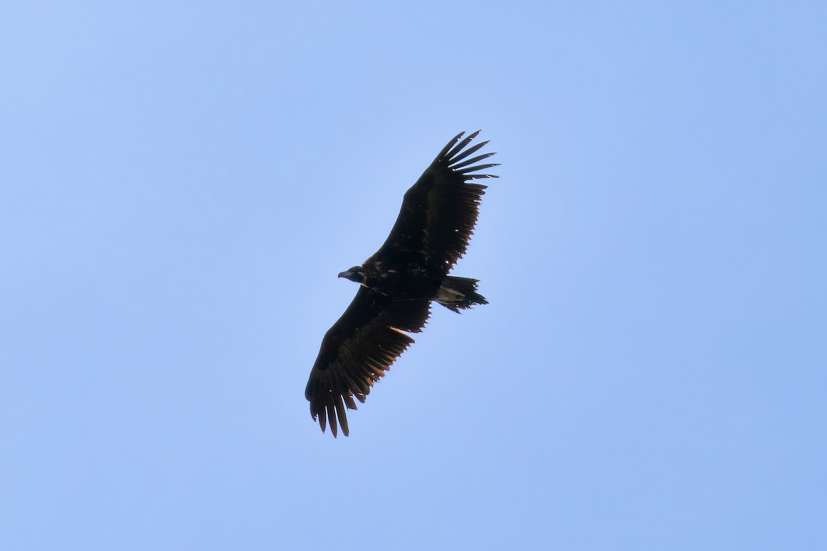 Cinereous Vulture - ML617836641
