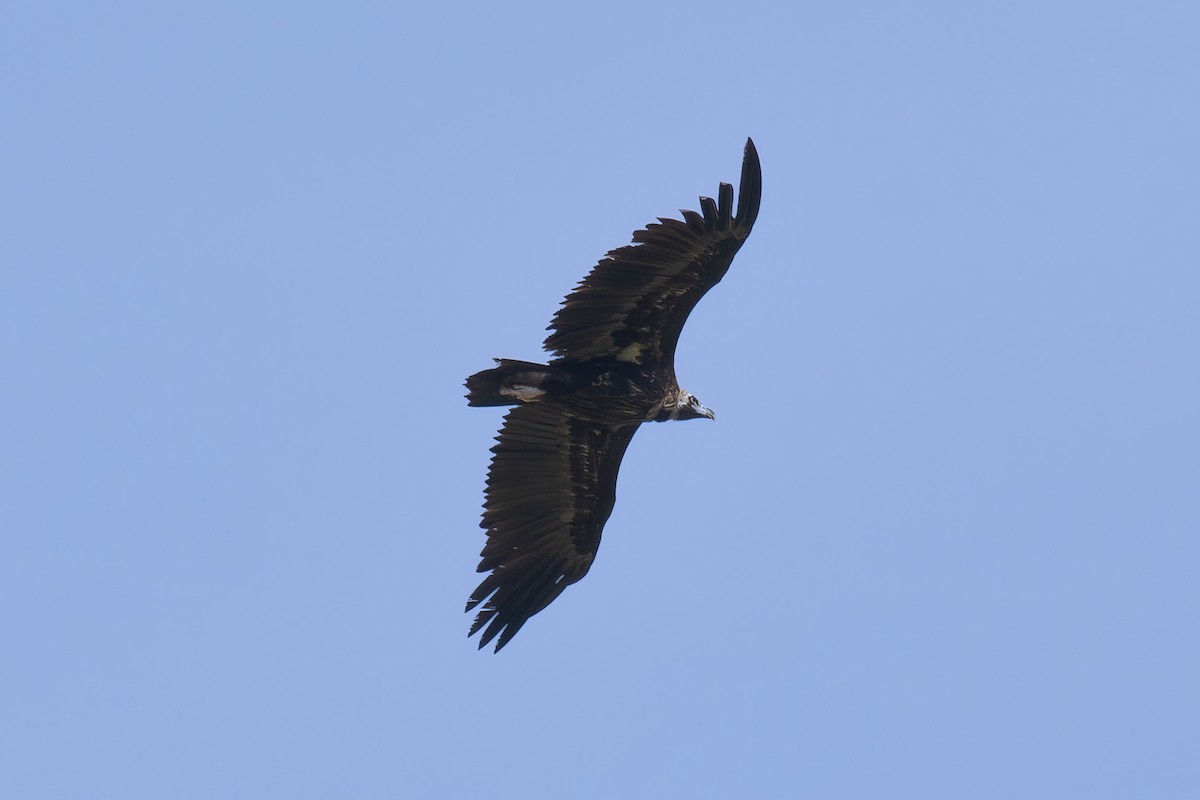 Cinereous Vulture - ML617836642