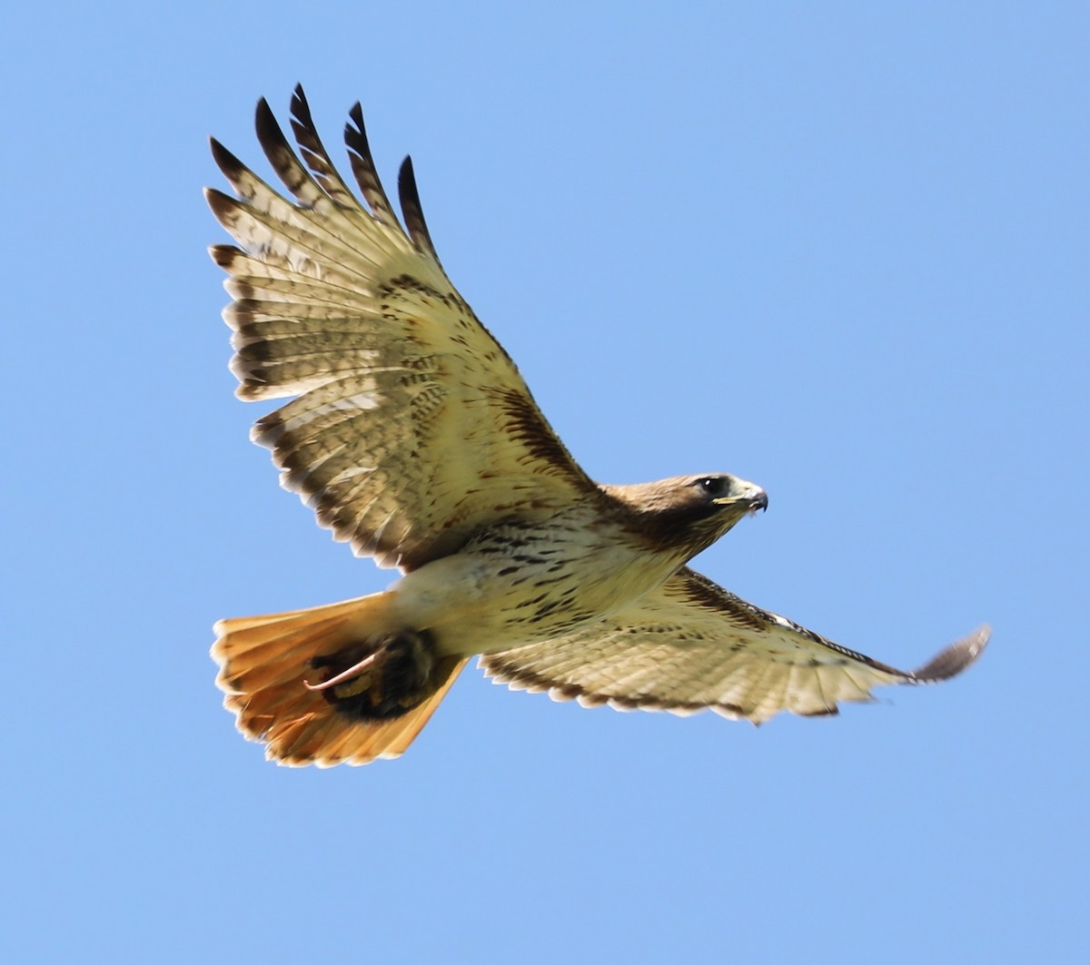 Red-tailed Hawk - ML617836645
