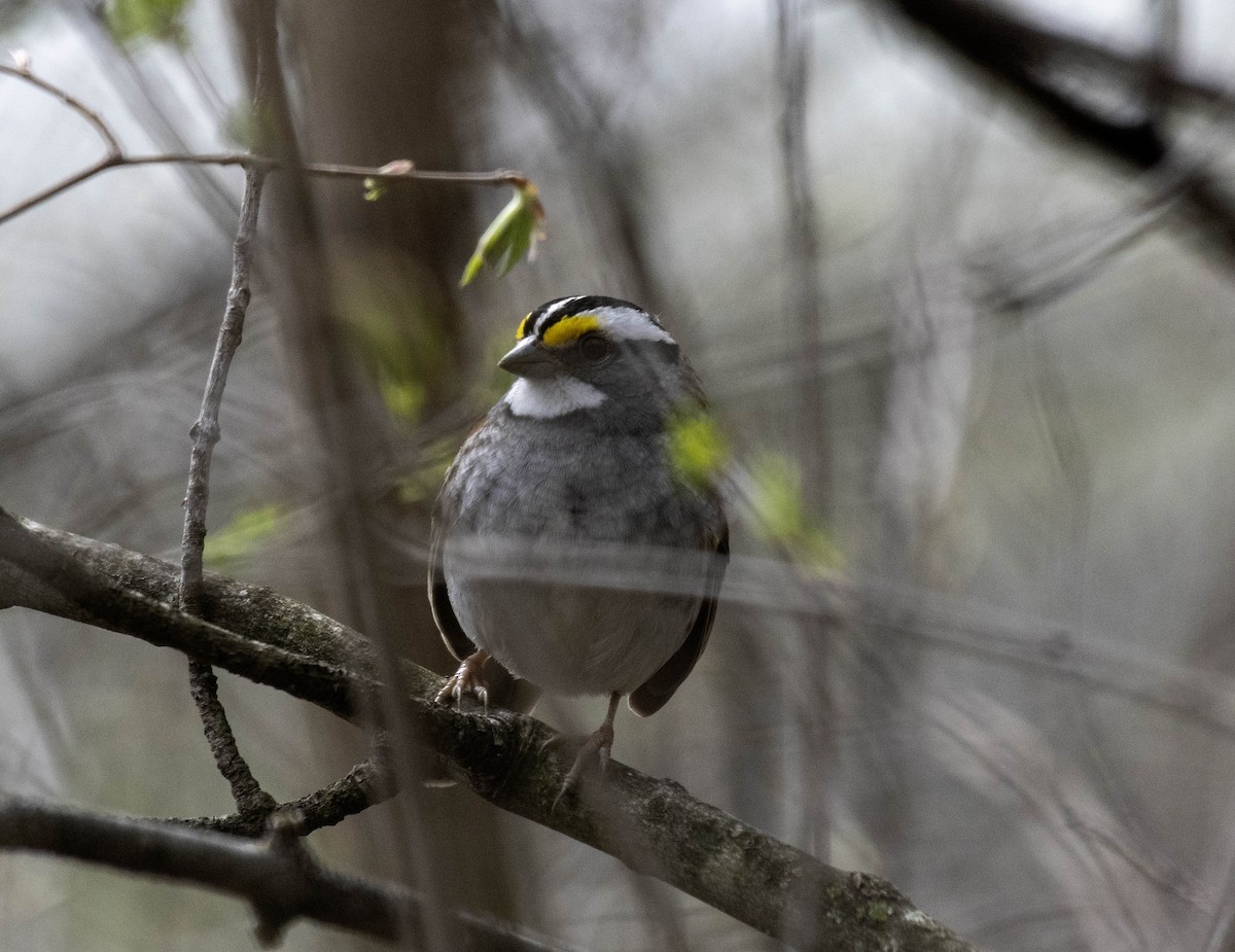 White-throated Sparrow - ML617836701