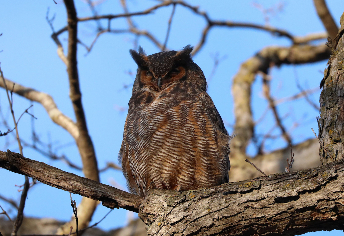 Great Horned Owl - ML617836705