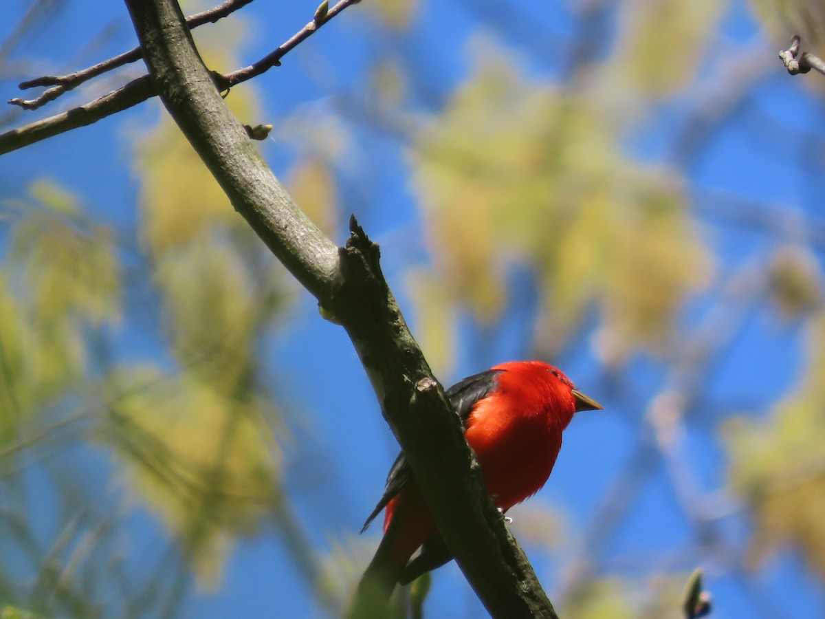 Scarlet Tanager - ML617836710