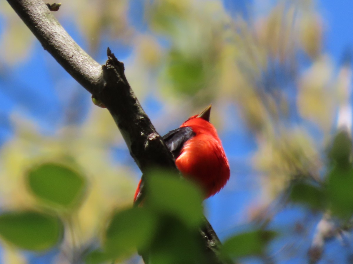 Scarlet Tanager - ML617836711