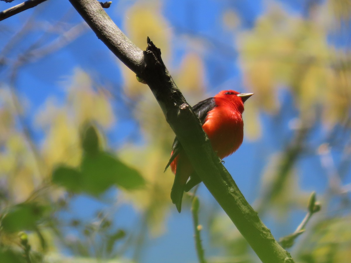 Scarlet Tanager - ML617836712
