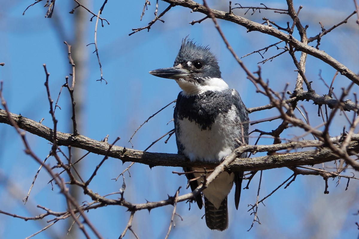 Belted Kingfisher - ML617836732