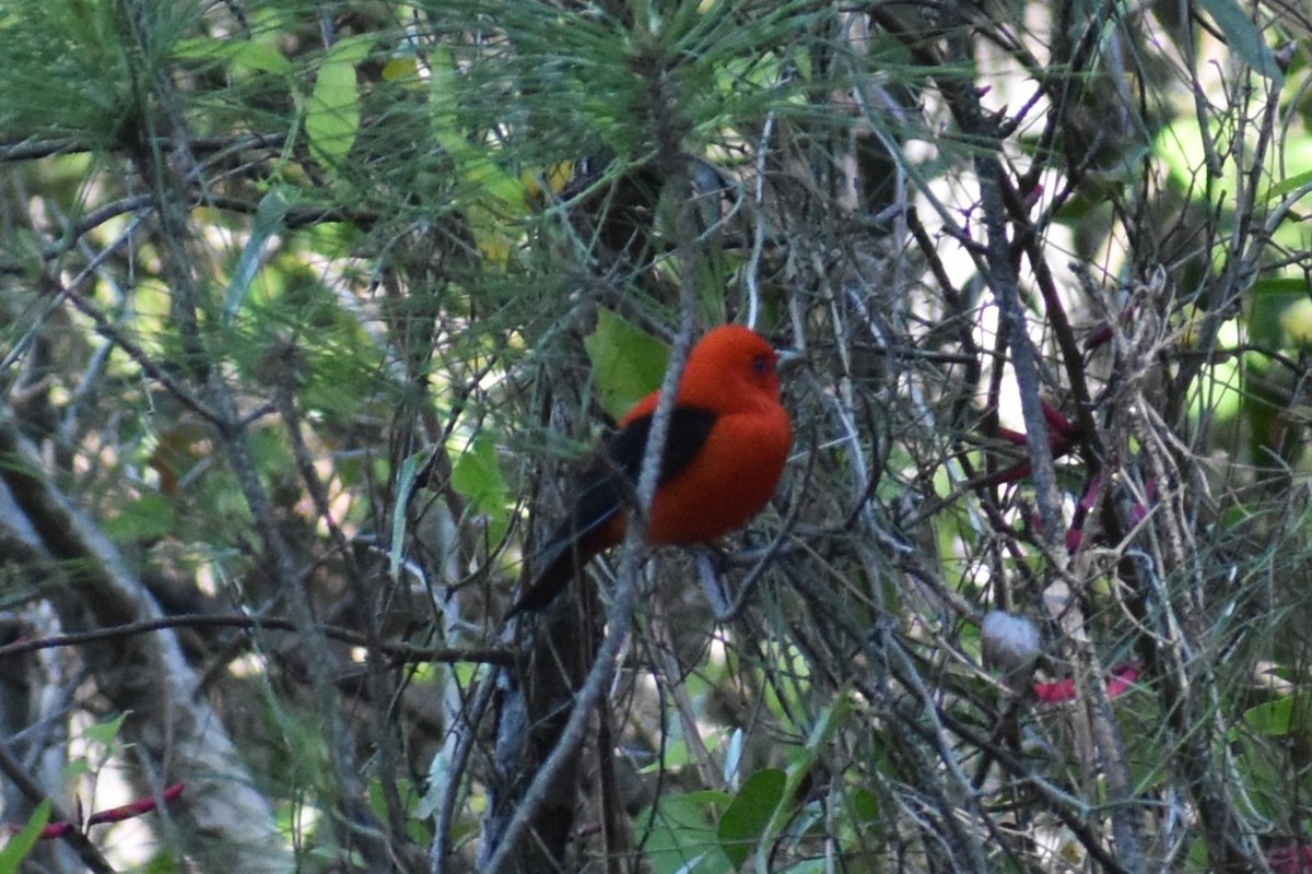 Scarlet Tanager - ML617836733
