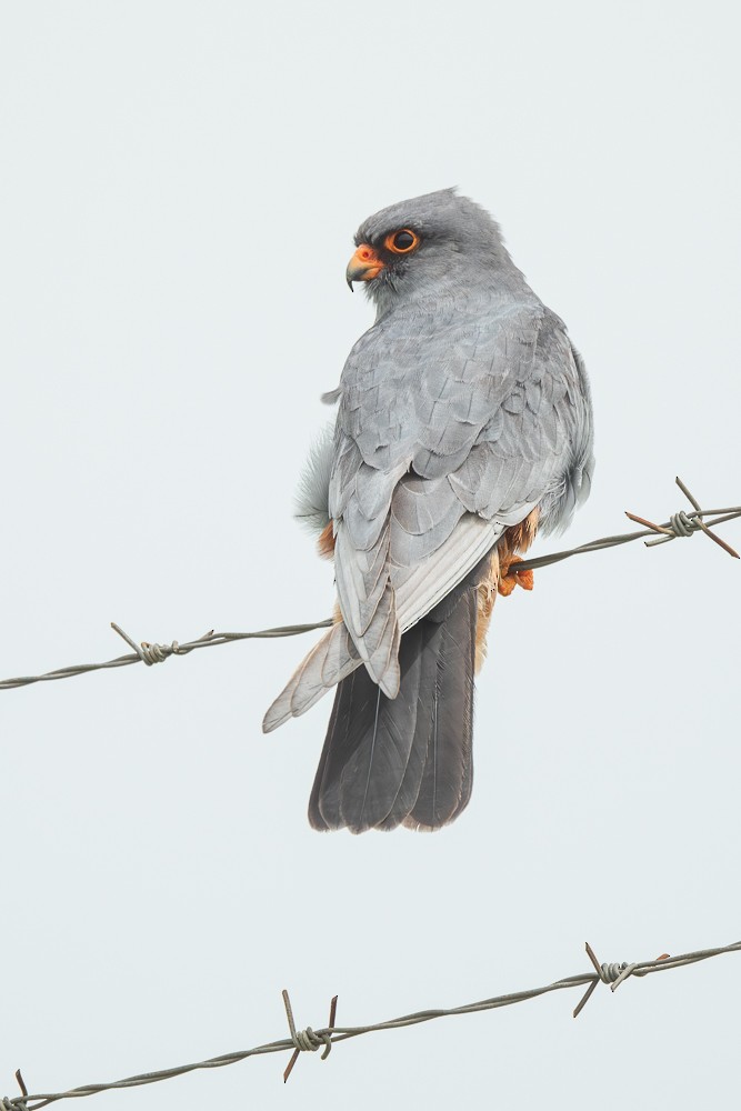 Red-footed Falcon - ML617836734