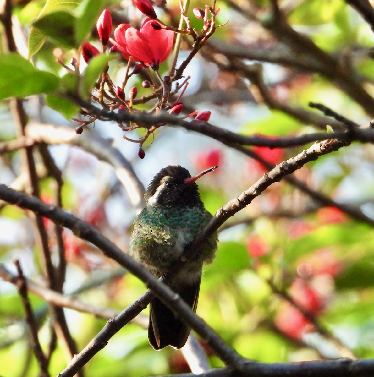 White-eared Hummingbird - ML617836779
