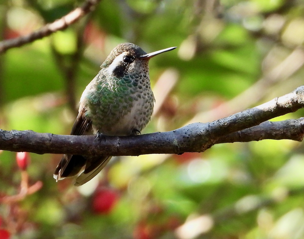 White-eared Hummingbird - Kisa Weeman