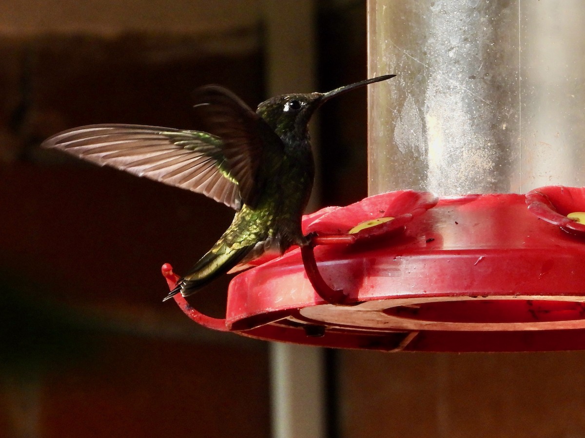 kolibřík skvostný - ML617836789