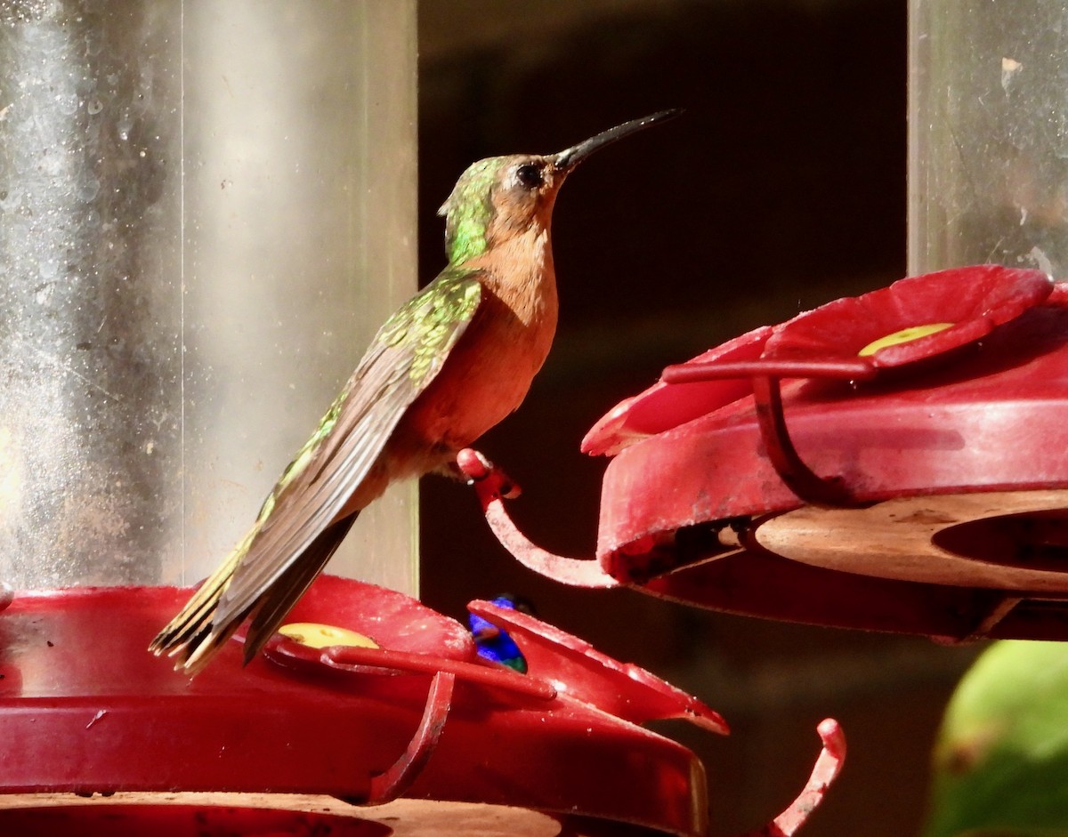 kolibřík pestroocasý - ML617836797