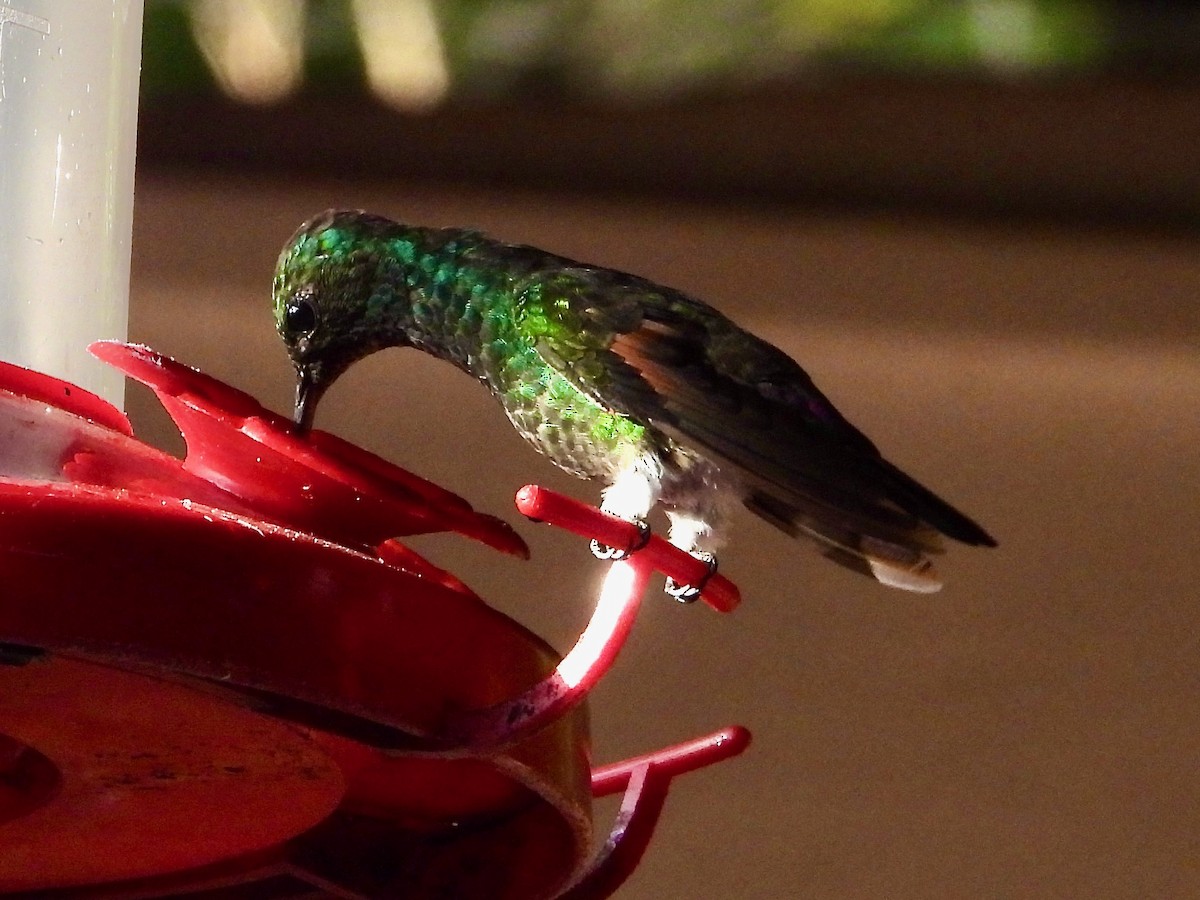 kolibřík mexický - ML617836806