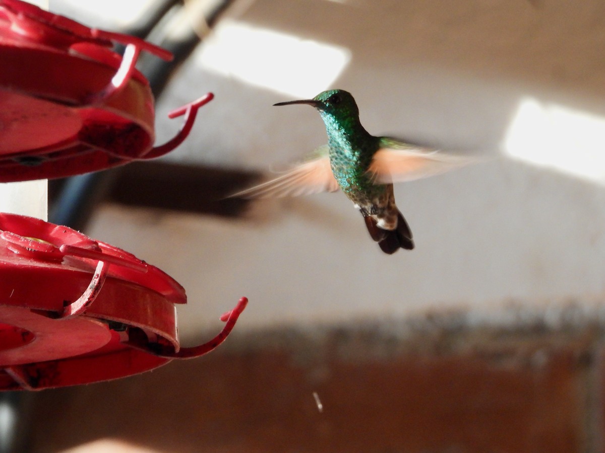 kolibřík mexický - ML617836807