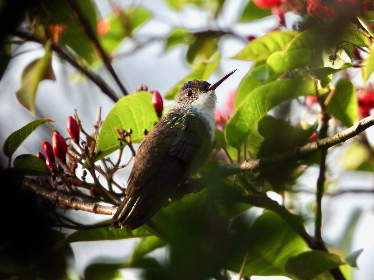 Azure-crowned Hummingbird - ML617836817