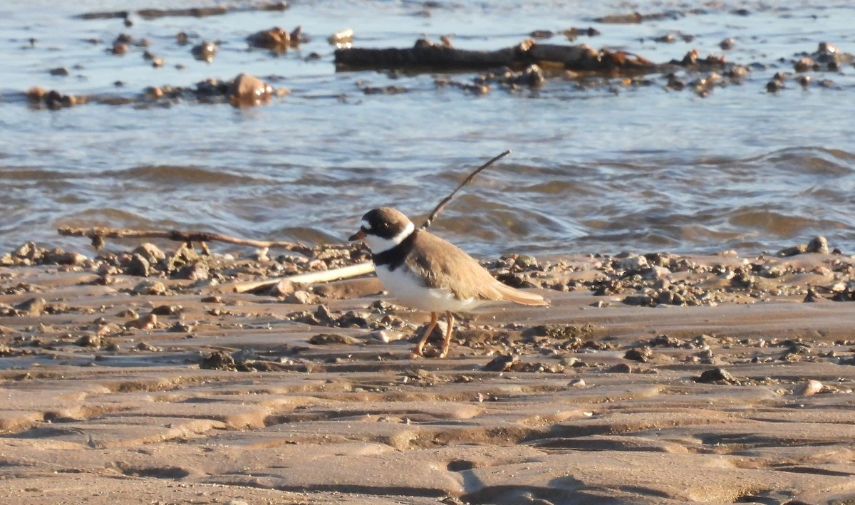 Semipalmated Plover - ML617836851