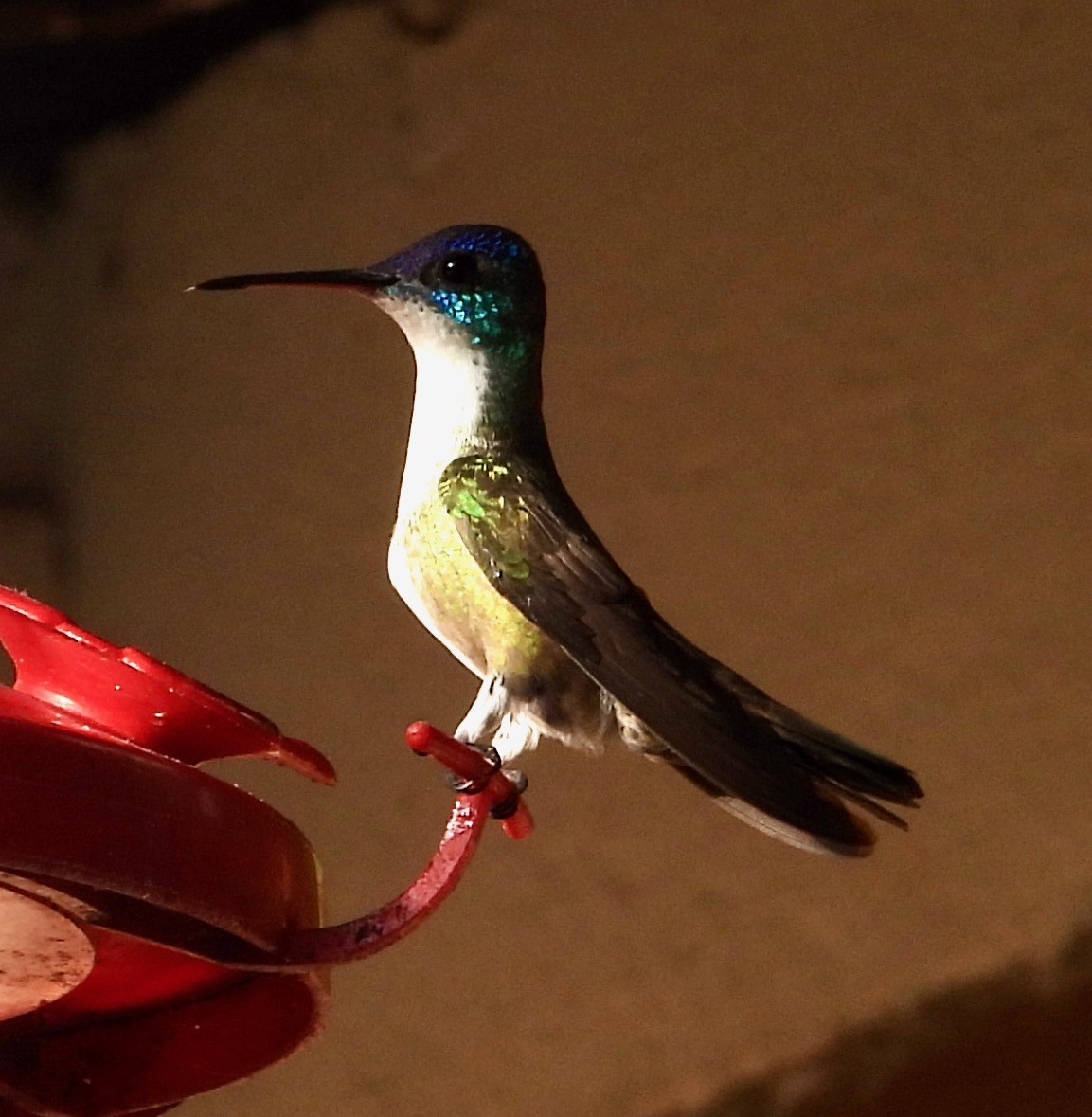 kolibřík azurovotemenný - ML617836877
