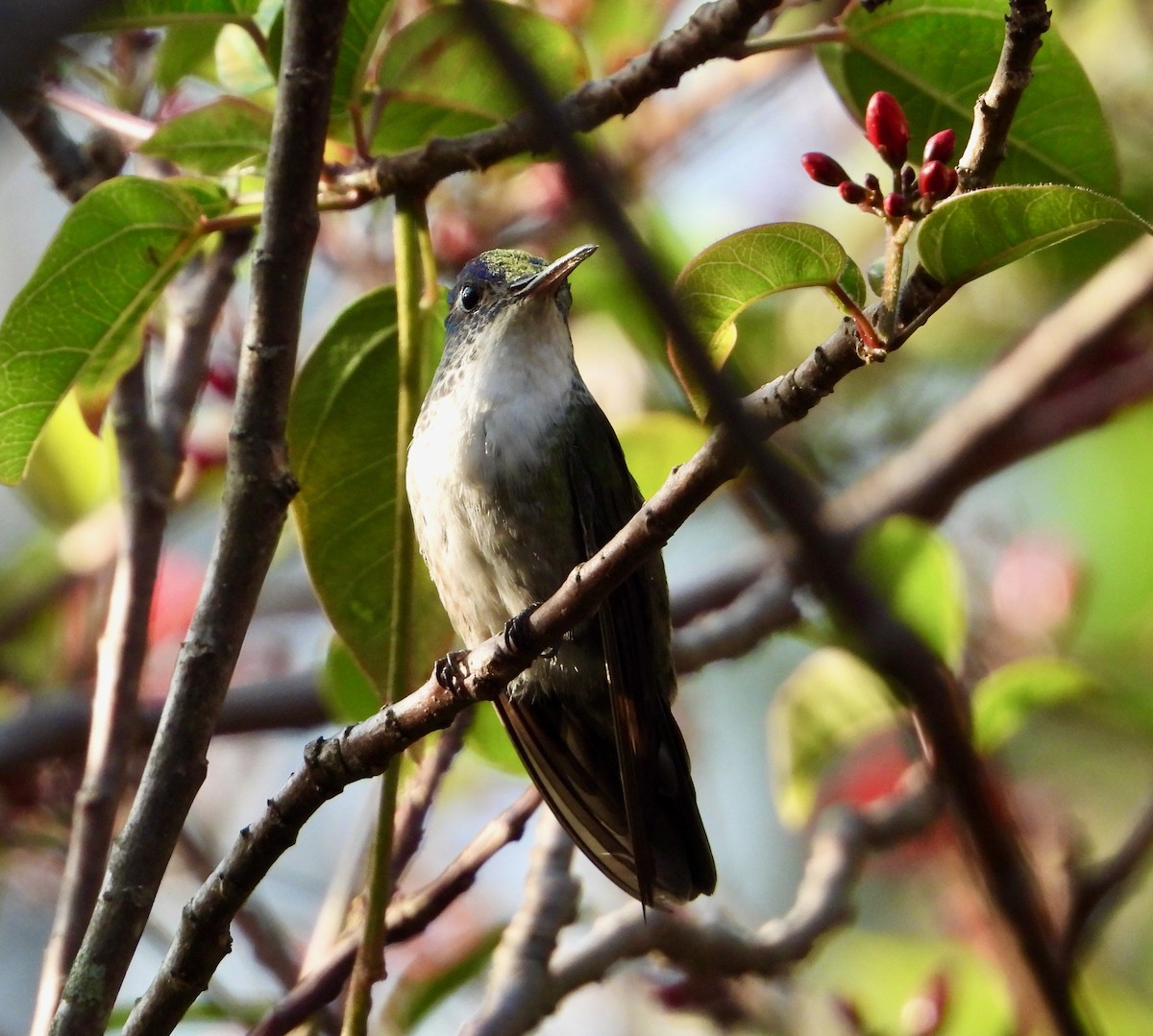 kolibřík azurovotemenný - ML617836878