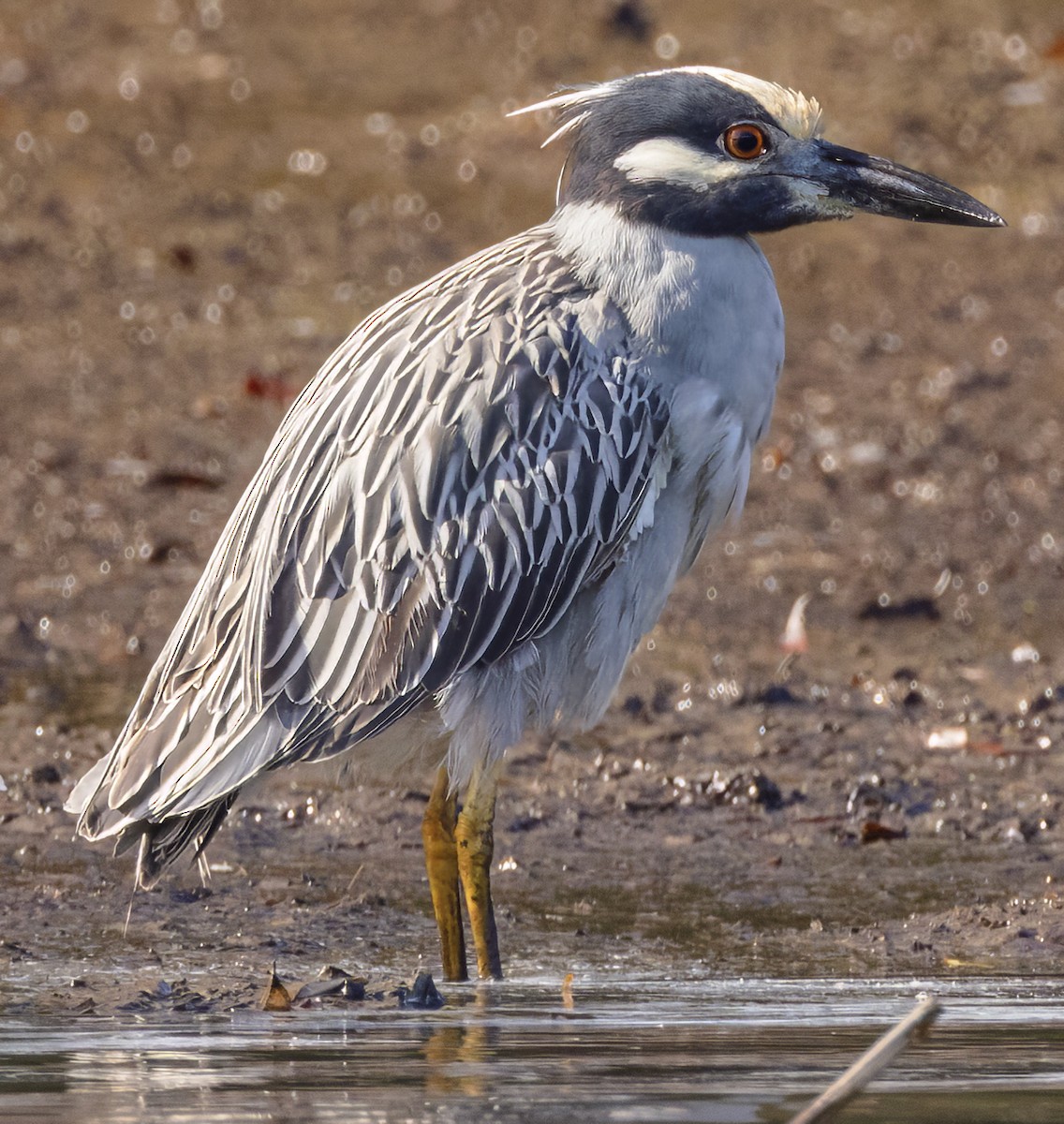Yellow-crowned Night Heron - Scott Young