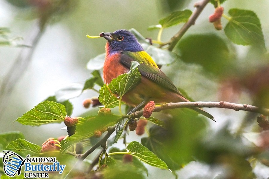 Painted Bunting - ML617836886