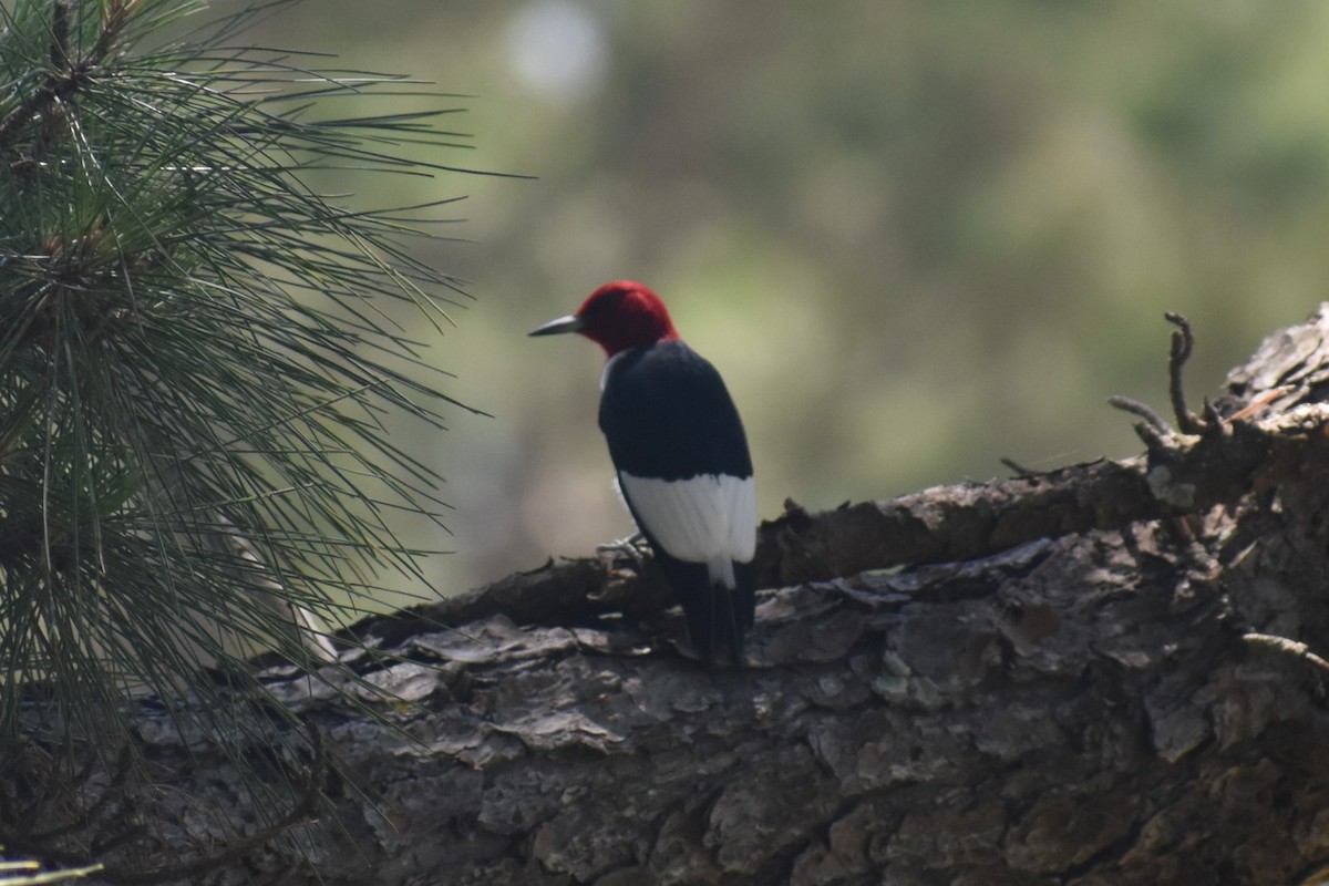 Red-headed Woodpecker - ML617836898