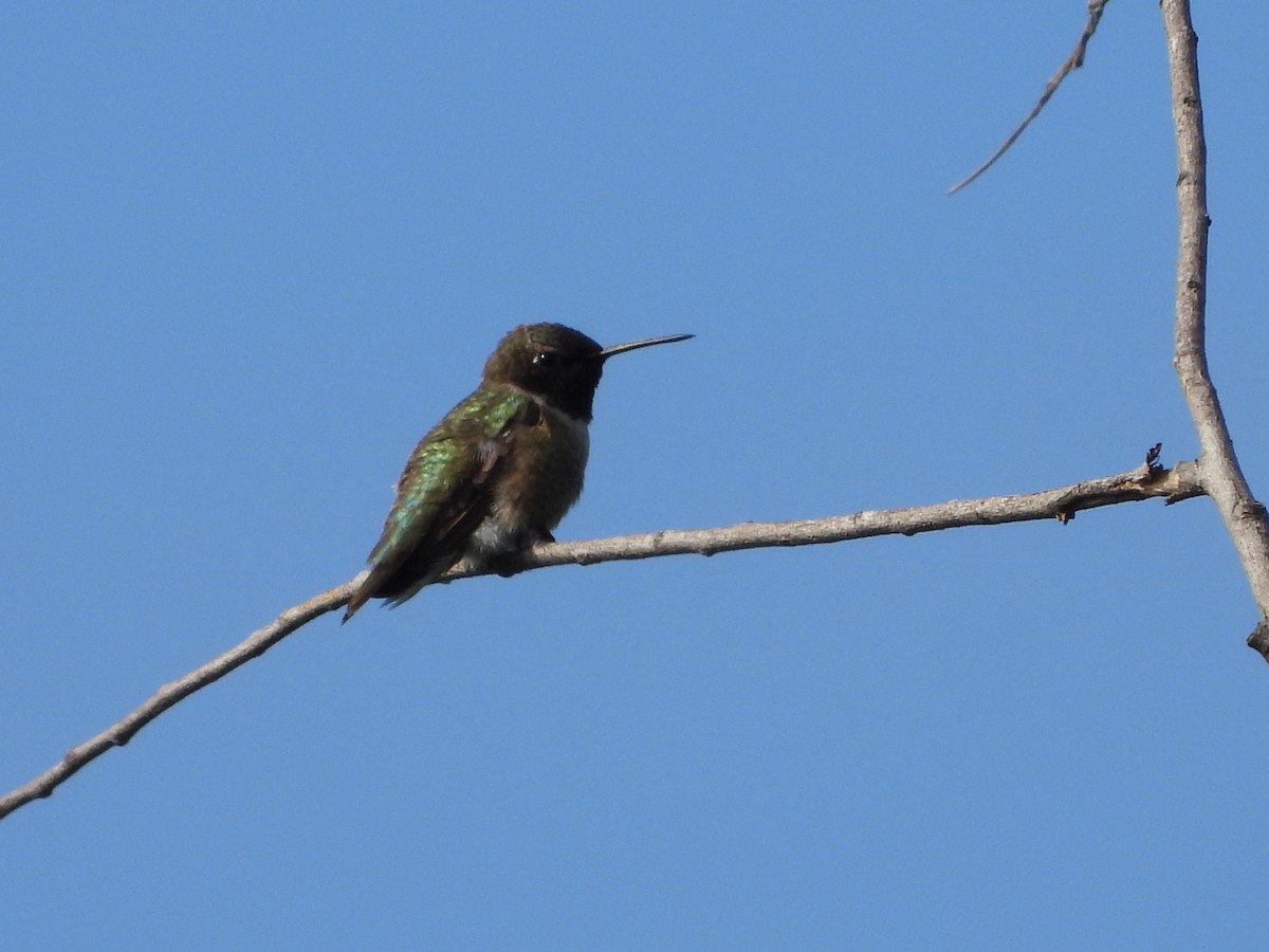 Black-chinned Hummingbird - ML617836945