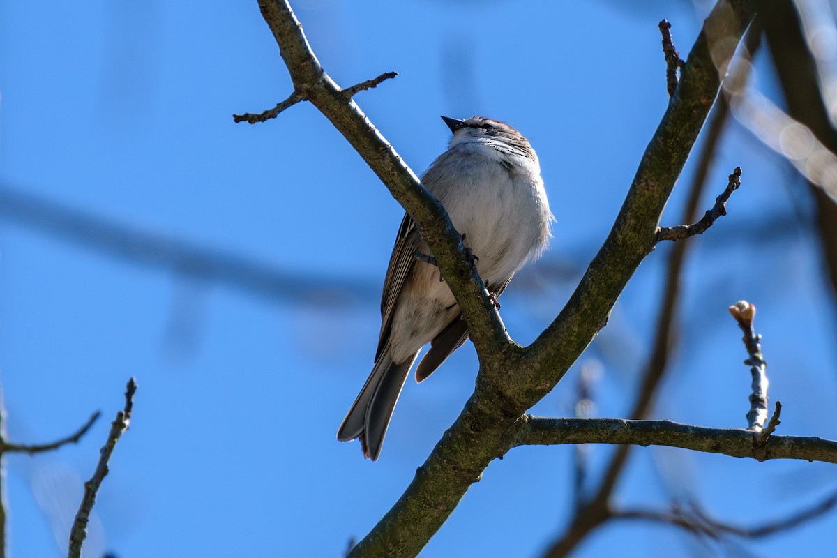 Chipping Sparrow - ML617836946