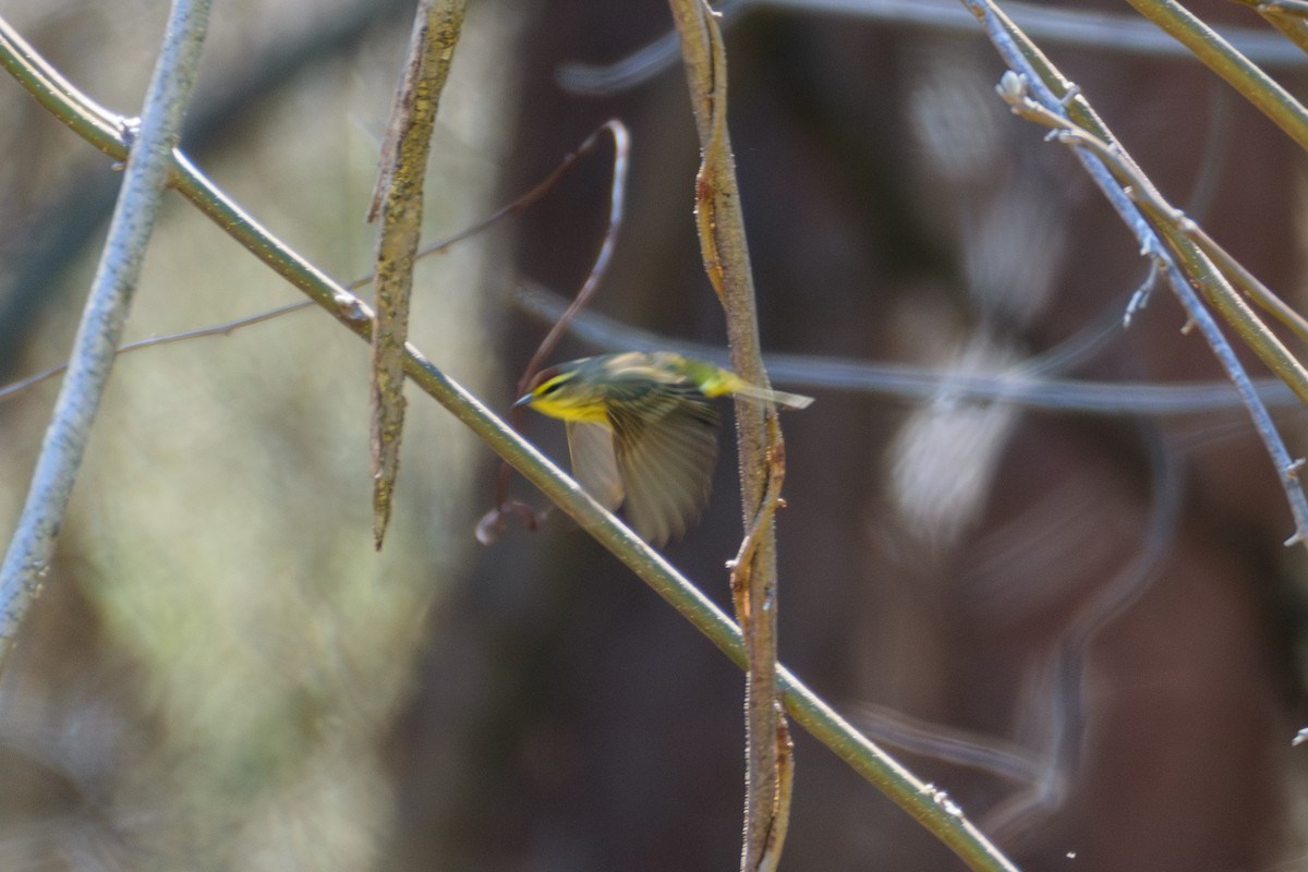 Palm Warbler (Yellow) - Andrew W.
