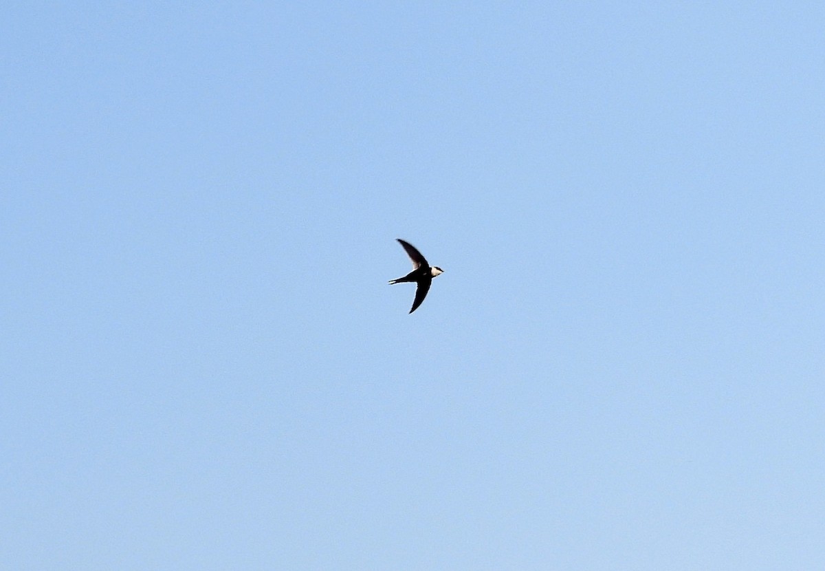 Lesser Swallow-tailed Swift - ML617836984