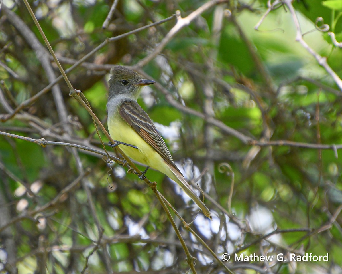 Great Crested Flycatcher - ML617836991