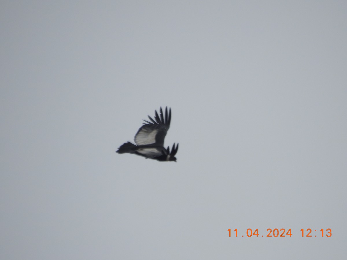 Andean Condor - ML617837021