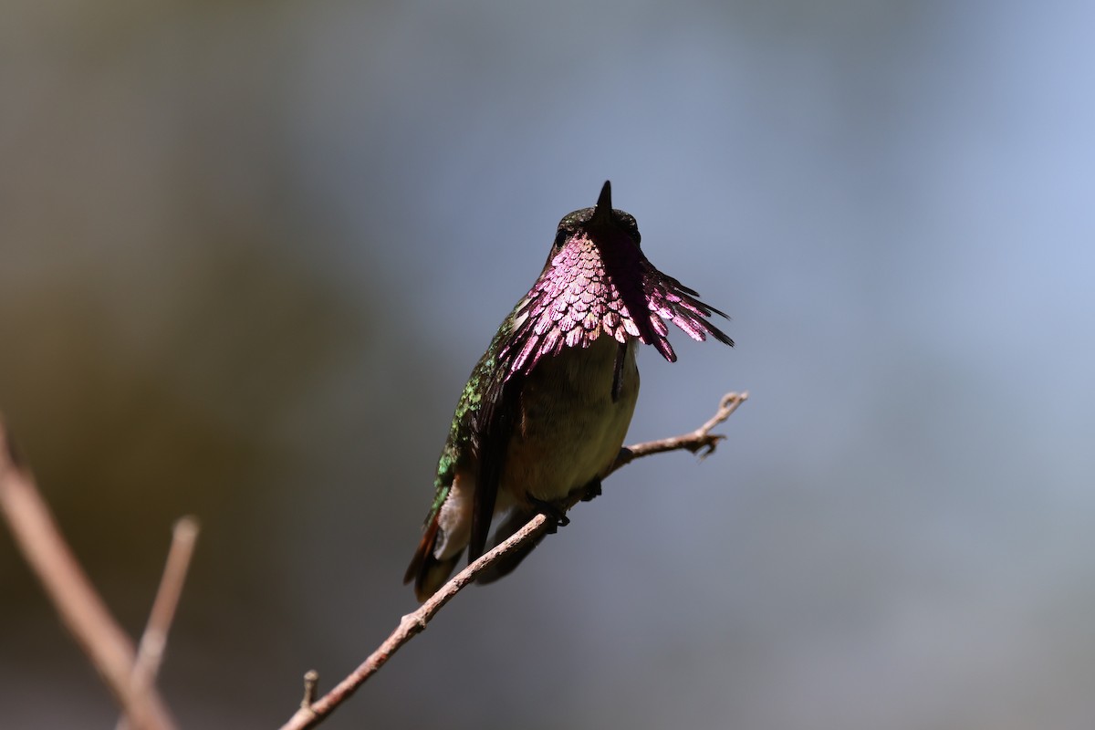 Wine-throated Hummingbird - ML617837022