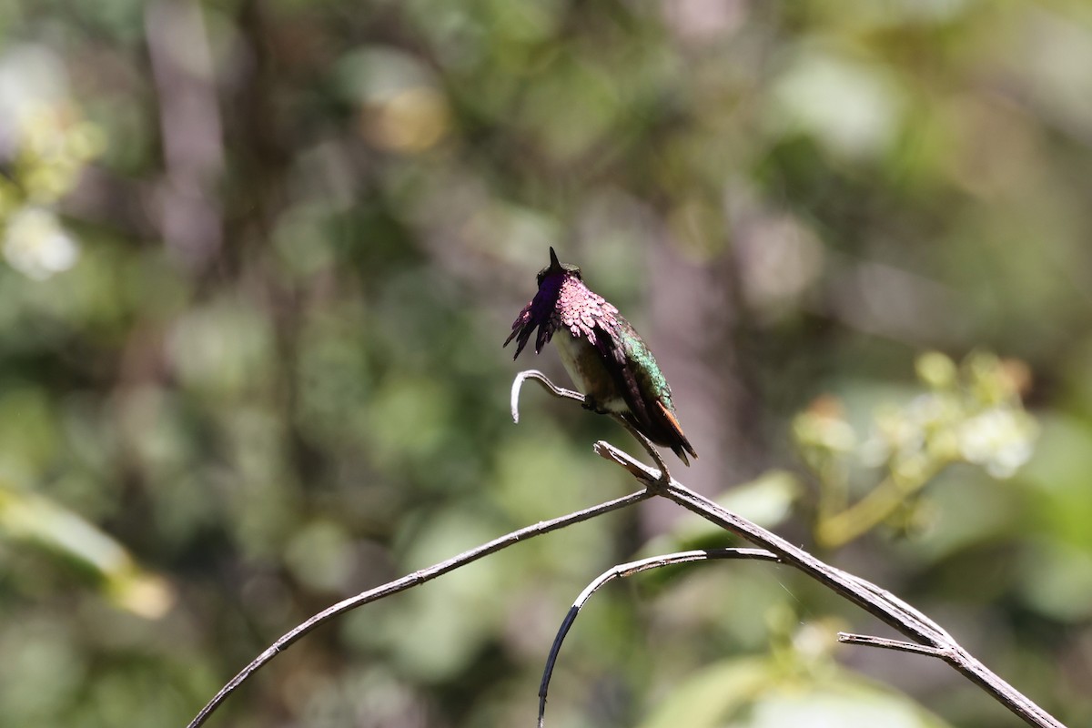 Wine-throated Hummingbird - ML617837029