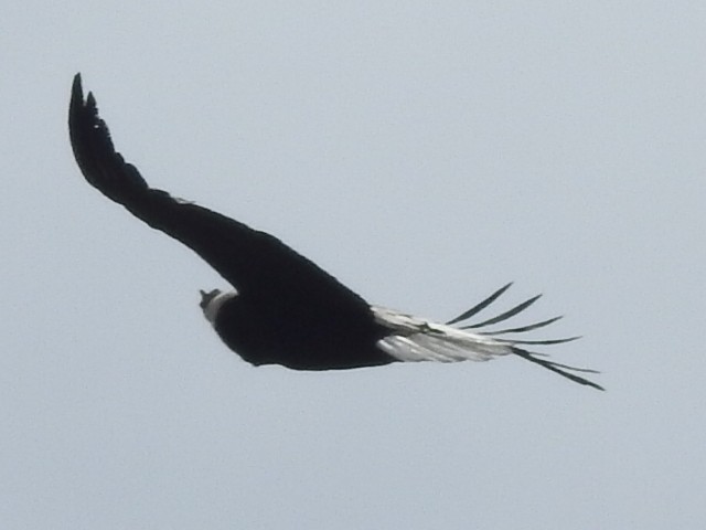 Andean Condor - Gustavo Carbone