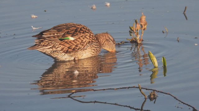Green-winged Teal - ML617837079