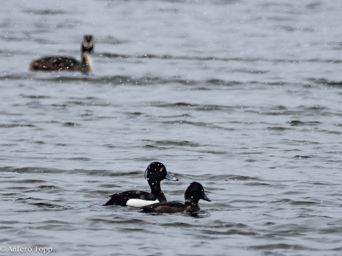 Tufted Duck - ML617837081