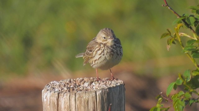 Meadow Pipit - ML617837132