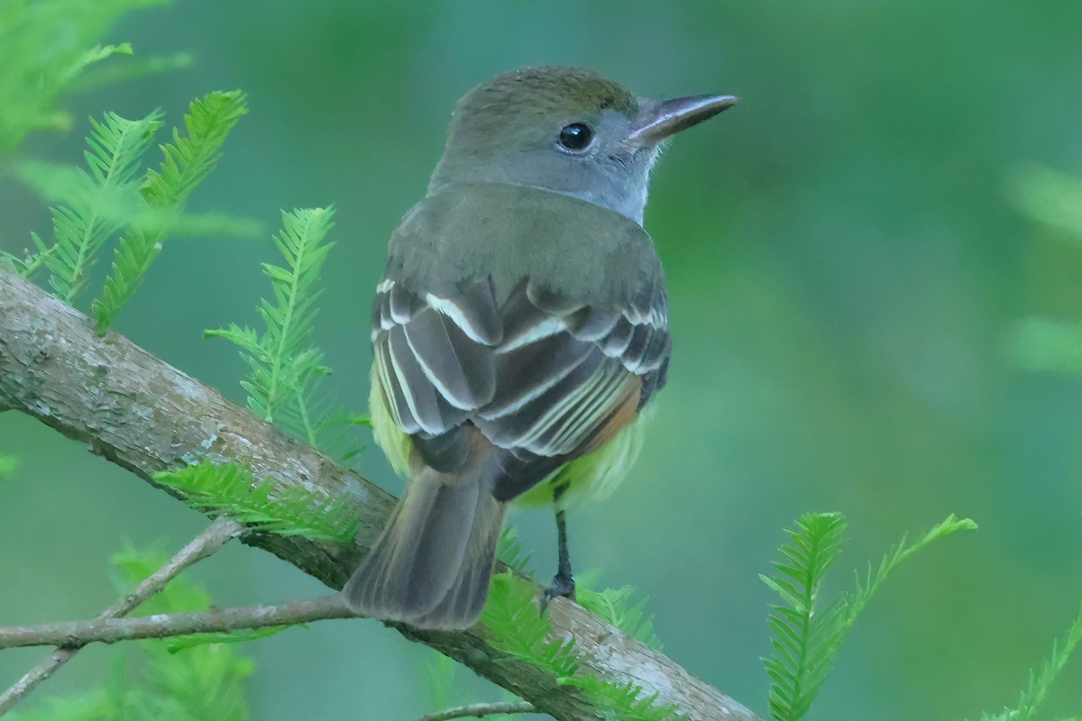 Great Crested Flycatcher - ML617837170