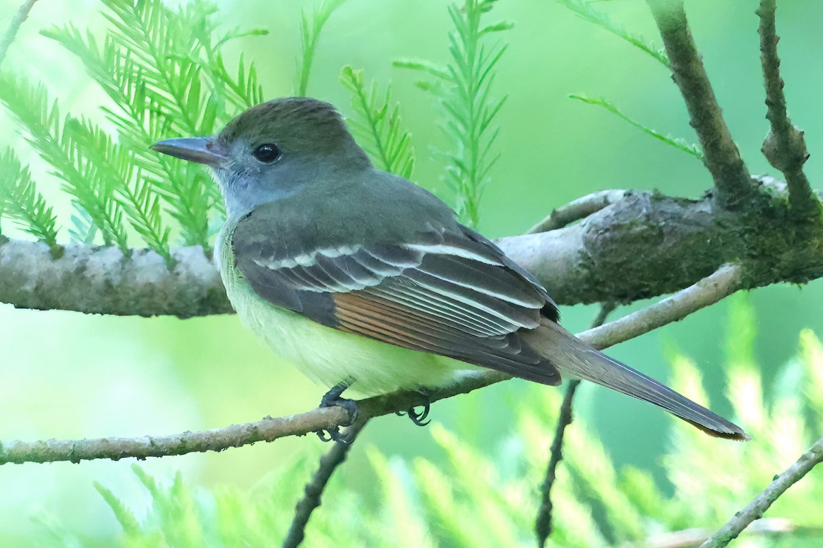 Great Crested Flycatcher - ML617837173