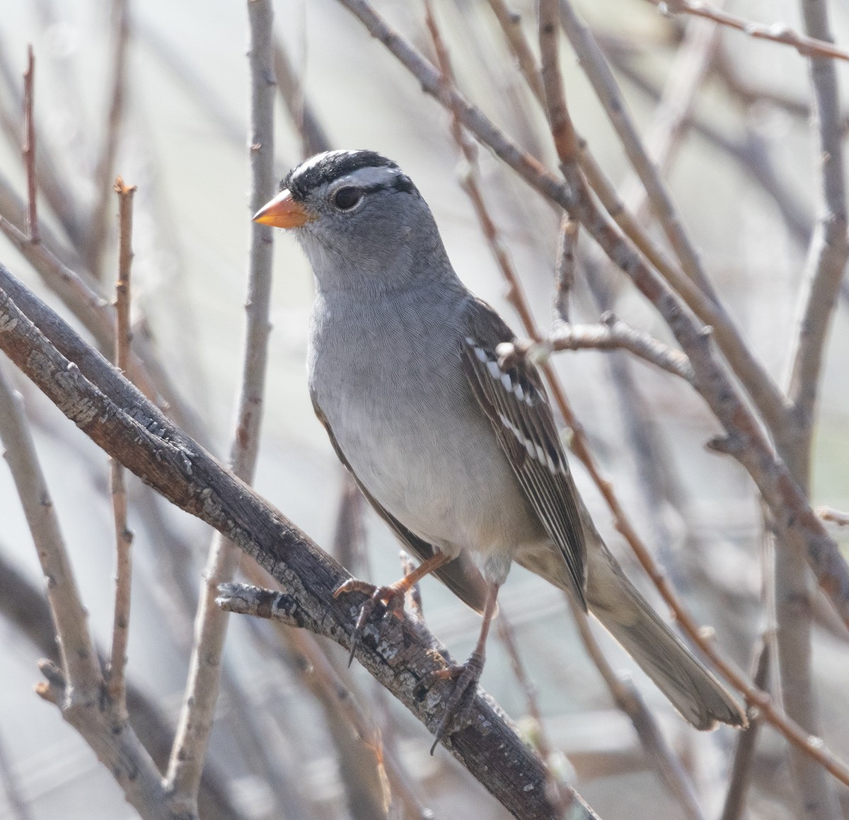 White-crowned Sparrow - ML617837177