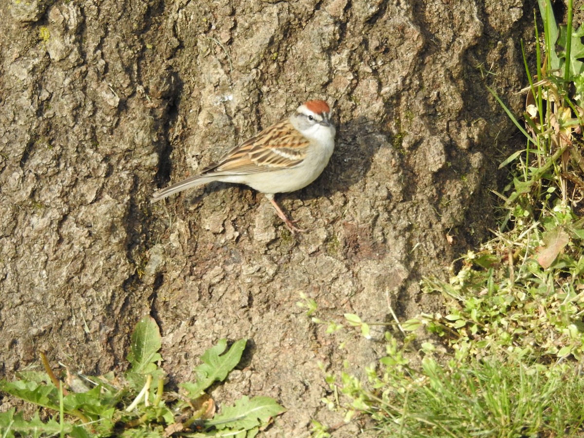 Chipping Sparrow - ML617837179